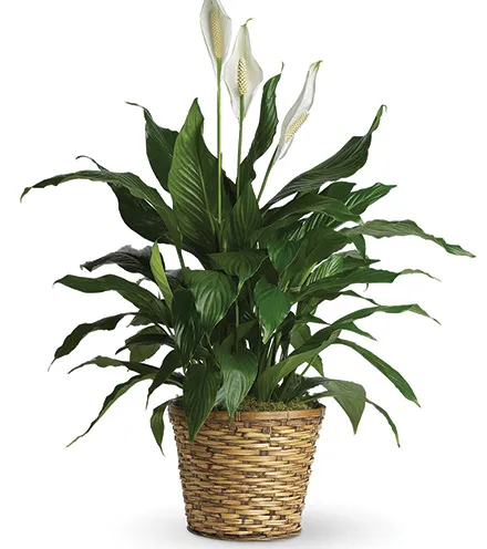 Classic Peace Lily Plant